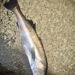 今年初ランカーサイズ！