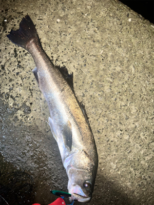 今年初ランカーサイズ！