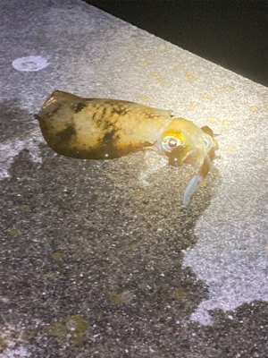 まだまだ新子サイズ