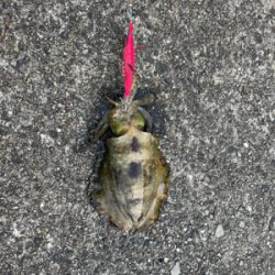 まぁまぁなサイズ２杯