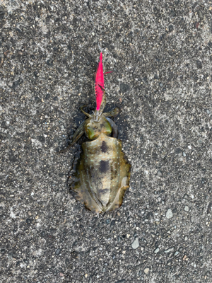 まぁまぁなサイズ２杯