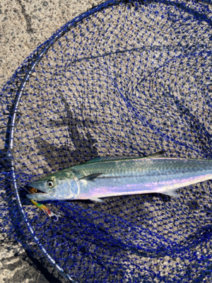 エギングの練習