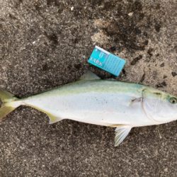 久しぶりのメジロ