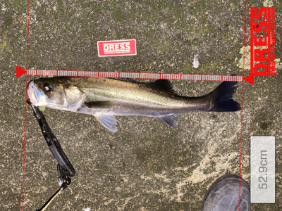 中華版でもポテンシャル高し！