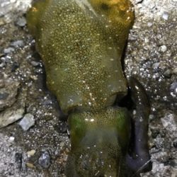 エギング練に行ったけど…