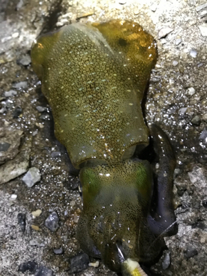 エギング練に行ったけど…