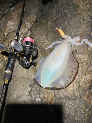 一年ぶりのエギング