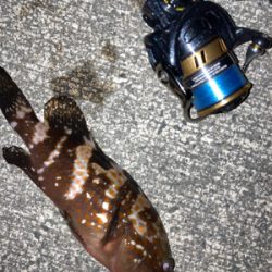 今年はアジいない？