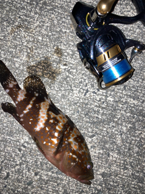 今年はアジいない？