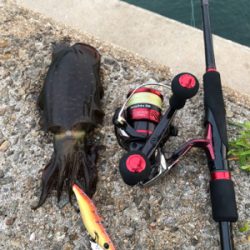 しまなみエギング　いきなりシブくなって来た…