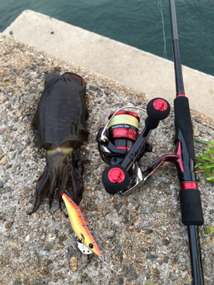 しまなみエギング　いきなりシブくなって来た…