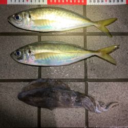 デカめのアジ回ってきた