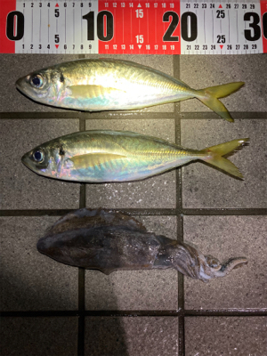 デカめのアジ回ってきた