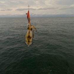 朝マズメエギング