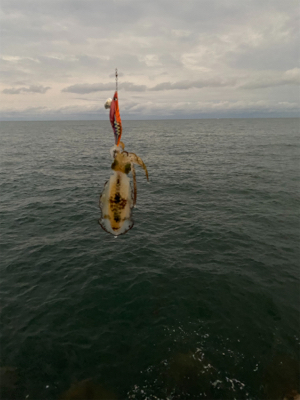 朝マズメエギング