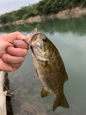 昼から釣行