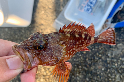 カワハギ→ガシラ狙い