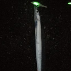 川久太刀魚ポツポツ