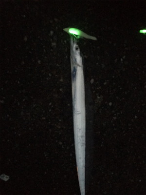 川久太刀魚ポツポツ