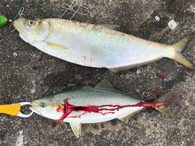 ケーソンでプラッギング