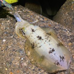 アオリイカ　サイズが上がってきてます＼(^…