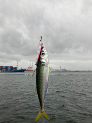 未だ青物上向かず。鯖3匹。。。