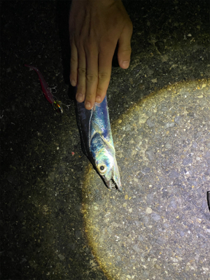 マゴチ、太刀魚