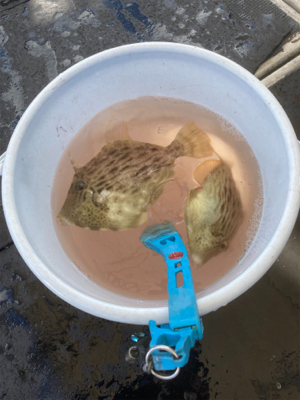 カワハギリベンジ