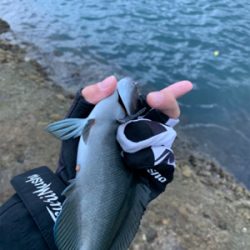 秋磯は難しい…