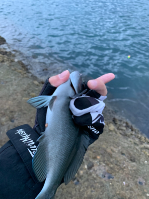 秋磯は難しい…