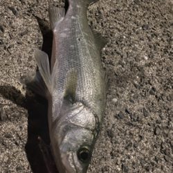 ヒラセイゴー！