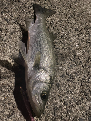 ヒラセイゴー！