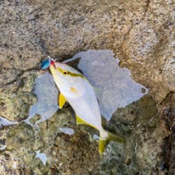 ショアジギング