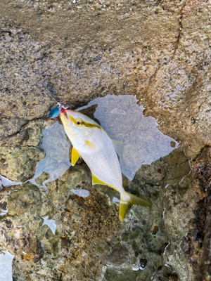 ショアジギング