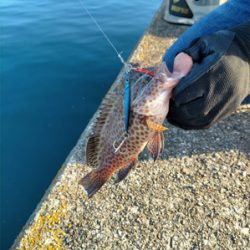 和歌山ぶらり釣り