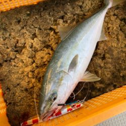 明石沖ジギング