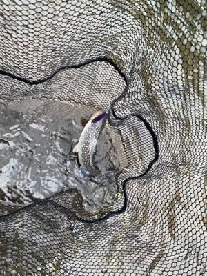 黒保根渓流フィシング