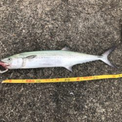 超寒い中のサゴシ1匹