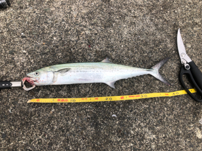 超寒い中のサゴシ1匹