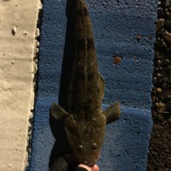 ウグイとマゴチ