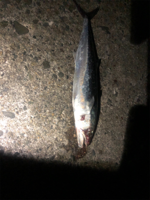 いろんなルアーフィッシング