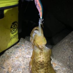 アオリイカ今季最大サイズGET＼(^o^)…