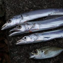 タチウオ渋くなったきました