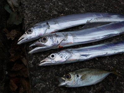 タチウオ渋くなったきました