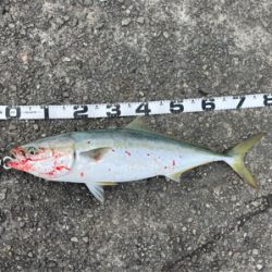 メジロ・ツバス