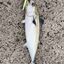 マイクロベイト