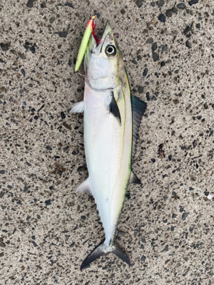 マイクロベイト