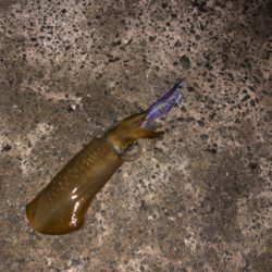 久しぶりの感触