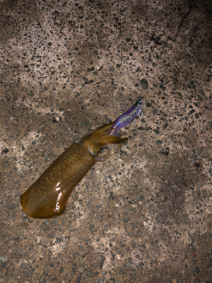 久しぶりの感触