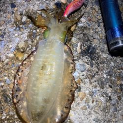 アオリの地合いは一瞬(^.^)